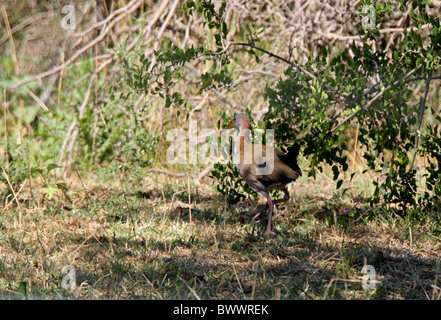 Bois géant-rail (Aramides ypecaha) adulte, la marche dans l'habitat scrub, Province de Buenos Aires, Argentine, janvier Banque D'Images