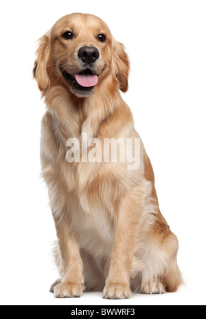 Golden Retriever, 1 ans et demi, in front of white background Banque D'Images