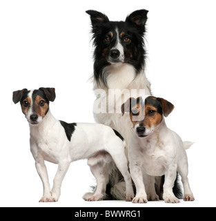 Border Collie et Jack Russells, 7 ans, 5 ans, 3 ans, in front of white background Banque D'Images