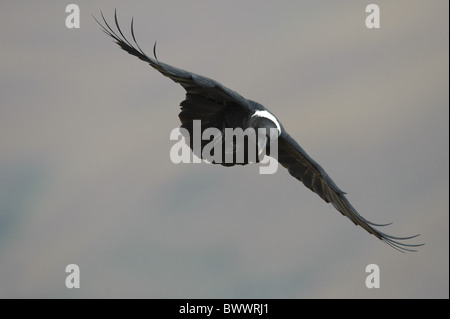 White-necked Raven (Corvus albicollis), adultes en vol au dessus de la vallée, château du géant, montagnes du Drakensberg, Natal, Afrique du Sud Banque D'Images