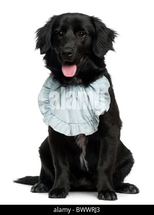 Chiot Golden Retriever, âgé de 5 mois, avec bib sur in front of white background Banque D'Images