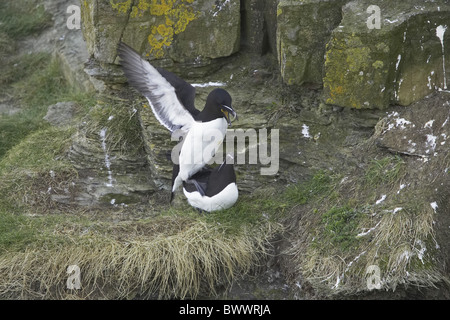 Petit pingouin (Alca torda) paire adultes, l'accouplement, Sutherland, Scotland, printemps Banque D'Images