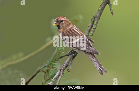 Sizerin flammé (Carduelis flammea) mâle adulte, perché sur des rameaux, Surrey, Angleterre Banque D'Images