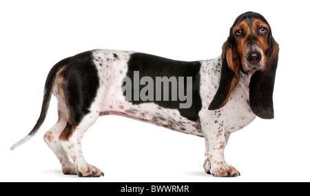 Basset Artésien Normand, 11 years old, in front of white background Banque D'Images