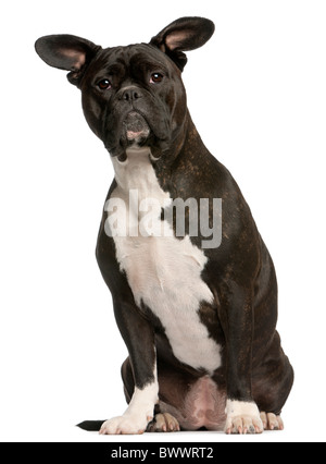 Chien de race mixte, 3 ans, in front of white background Banque D'Images