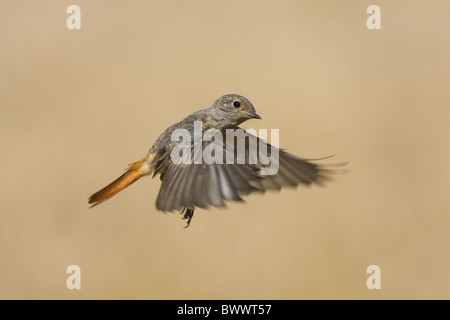 Rougequeue noir (Phoenicurus ochruros), juvénile en vol, Espagne Banque D'Images