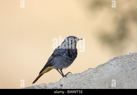 Rougequeue noir (Phoenicurus ochruros) mâle adulte, le plumage mue, Espagne Banque D'Images