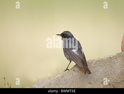 Rougequeue noir (Phoenicurus ochruros) mâle adulte, perché sur le roc, Espagne Banque D'Images