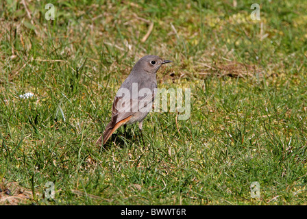 Rougequeue noir (Phoenicurus ochruros) femelle adulte, debout sur l'herbe courte, Norfolk, Angleterre, Mars Banque D'Images
