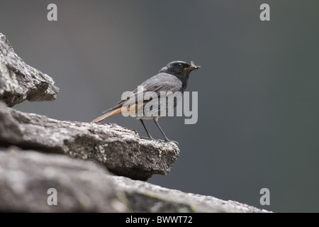 Rougequeue noir (Phoenicurus ochruros) mâle adulte, avec bec en insectes, debout sur les rochers, Alpes, Italie, juillet Banque D'Images