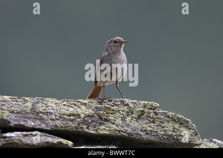 Rougequeue noir (Phoenicurus ochruros) femelle adulte, debout sur des rochers couverts de lichens, Alpes, Italie, juillet Banque D'Images