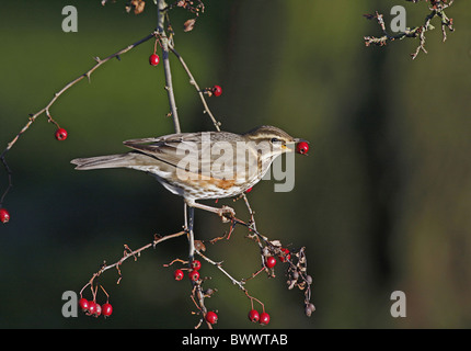 Redwing (Turdus iliacus), adultes se nourrissent de baie d'aubépine, Staffordshire, Angleterre, décembre Banque D'Images