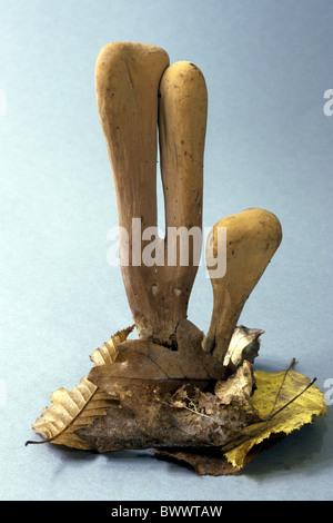 (Clavariadelphus pistillaris Club géant), studio photo. Banque D'Images