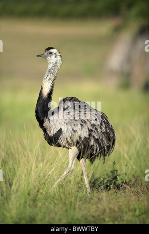 Nandou (Rhea americana) mâle adulte, la marche, le Pantanal, Mato Grosso, Brésil Banque D'Images