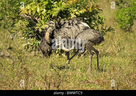 Nandou (Rhea americana) paire adultes, randonnée pédestre, Pantanal, Mato Grosso, Brésil Banque D'Images