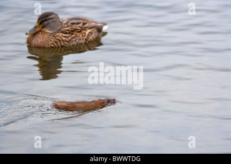 Rat brun Rattus norvegicus se nourrissant au bord d'un étang de canard mangeant des morceaux nourris aux canards Norfolk UK Banque D'Images