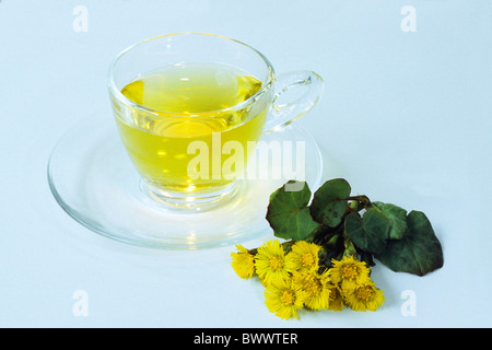 Tussilage (Tussilago farfara), tasse de thé et de fleurs, studio photo. Banque D'Images