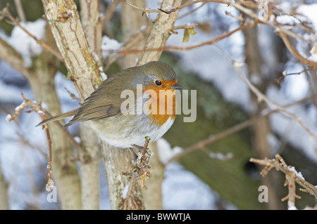 European Robin (Erithacus rubecula aux abords) adulte, perché dans la neige a couvert d'une haie, d'Écosse, de l'hiver Banque D'Images