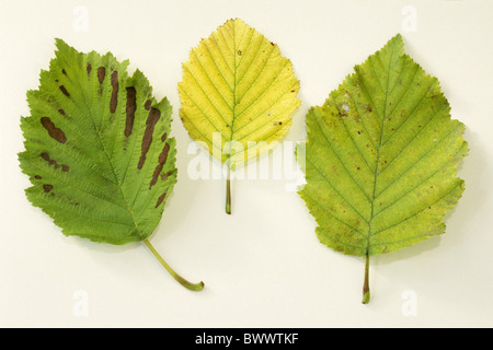 Gray l'aulne (Alnus incana), feuilles, studio photo. Banque D'Images