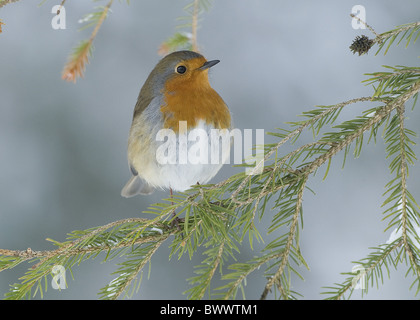 European Robin (Erithacus rubecula aux abords) adulte, perché sur le sapin dans la neige, l'Écosse, l'hiver Banque D'Images