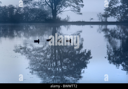 Le colvert sur le lac en automne mist Felbrigg Norfolk UK Banque D'Images