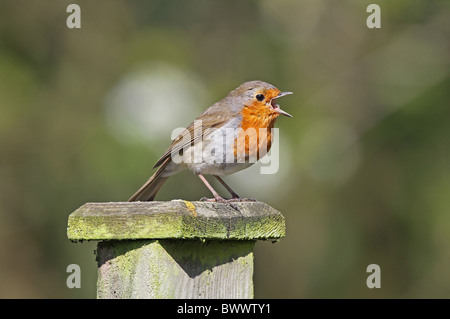 European Robin (Erithacus rubecula aux abords) des profils, chant, perché sur fencepost, West Sussex, Angleterre, avril Banque D'Images