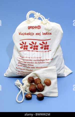 Soapnut (Sapindus mukorossi, la shépherdie du Canada). Les noix contiennent de la saponine, un détergent naturel qui peut être utilisé pour nettoyer les vêtements. Banque D'Images