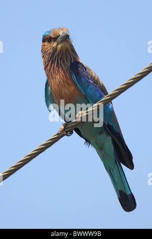Rouleau (Coracias benghalensis indien) adulte, perché sur le fil, Kerala, Inde, février Banque D'Images
