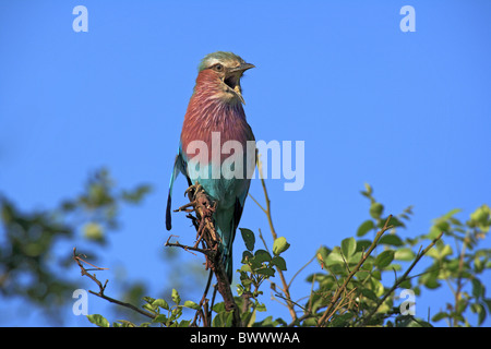 Lilac-breasted Roller (Coracias caudata), adultes, perché sur l'appel, la direction générale de la société Kruger N.P., Afrique du Sud Banque D'Images