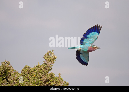 Lilac-breasted Roller (Coracias caudata), adultes en vol, Masai Mara, Kenya Banque D'Images