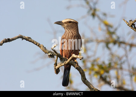 Bruant à couronne le rouleau (Coracias naevia) adulte, perché sur une branche, Mkhaya Game Reserve, au Swaziland Banque D'Images