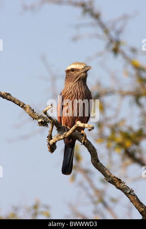 Bruant à couronne le rouleau (Coracias naevia) adulte, perché sur une branche, Mkhaya Game Reserve, au Swaziland Banque D'Images