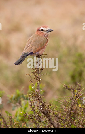 Bruant à couronne le rouleau (Coracias naevia) adulte, perché sur une branche, Masai Mara, Kenya Banque D'Images