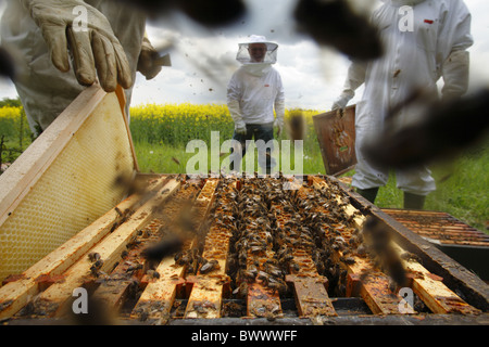 L'apiculture, apiculteurs professionnels examinant'abeille à miel (Apis mellifera) ruches pour cellules royales et de l'ajout de nouvelles hausses Banque D'Images