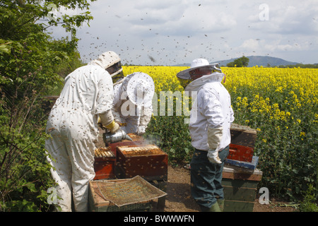 L'apiculture, apiculteurs professionnels examinant'abeille à miel (Apis mellifera) ruches pour cellules royales et de l'ajout de nouvelles hausses Banque D'Images