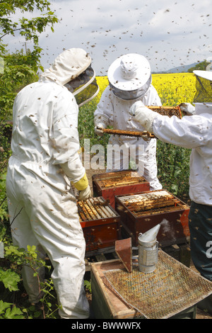 L'apiculture, apiculteurs professionnels examinant'abeille à miel (Apis mellifera) ruches pour cellules royales et de l'ajout de nouvelles hausses Banque D'Images