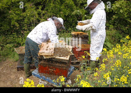 L'apiculture, apiculteurs professionnels examinant'abeille à miel (Apis mellifera) ruches pour cellules royales et de l'ajout de nouvelles hausses Banque D'Images