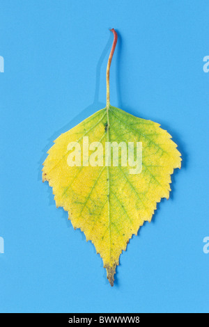 Bouleau blanc européen, le bouleau verruqueux (Betula pendula, Betula alba, Betula verrucosa), feuille d'automne, studio photo. Banque D'Images