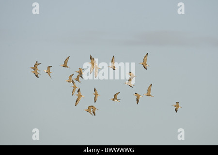 Le Combattant varié (Philomachus pugnax) troupeau, en vol, Norfolk, Angleterre, hiver Banque D'Images