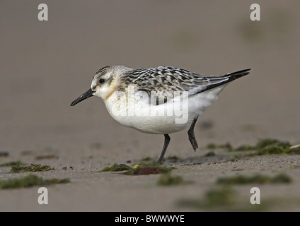 Bécasseau sanderling (Calidris alba), la marche sur la plage de sable, dans le nord-ouest de la Finlande Banque D'Images