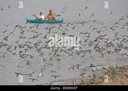 Bécasseau sanderling (Calidris alba) troupeau, en vol, dérangés à roost par les canoéistes, Norfolk, Angleterre Banque D'Images