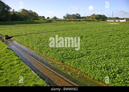 La Grande-Bretagne bleu Nuage Nuages Dorset Angleterre Anglais Europe European Agriculture Ferme de plus en plus fermes Grande-bretagne Green Banque D'Images