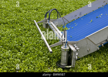 Cresson (Rorippa nasturtium-aquaticum) culture, close-up of mechanical harvester, Springvale, Winchester, Hampshire, Angleterre, Banque D'Images