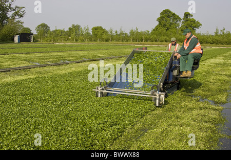 Agricole Agriculture Agricultures Aquaticum aquatique Lits Lit de légumes Légumes Salades Salade Feuille Feuilles Cultures Récolte Banque D'Images