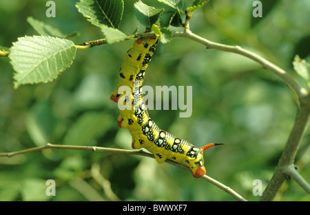 Caterpillar sur une branche d'arbre Banque D'Images