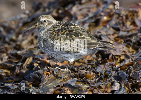 Bécasseau violet (Calidris maritima), adultes, plumage d'été sur l'algue, de nourriture, de Varanger, Salttjern, Norvège Banque D'Images