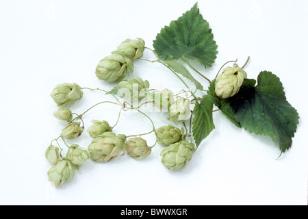 Les houblon (Humulus lupulus), vrille avec feuilles et fruits, studio photo. Banque D'Images