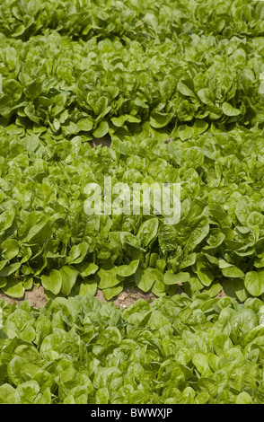 Agriculture Agricultures Agricltural Close up l'épinard Spinacia oleracea Salades Salade Feuille feuilles cultivées cultiver Landcrop Banque D'Images