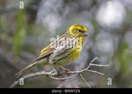 European serin serinus Serinus) mâle adulte, perché dans l'arbre d'olive, Extramadura, Espagne, mai Banque D'Images