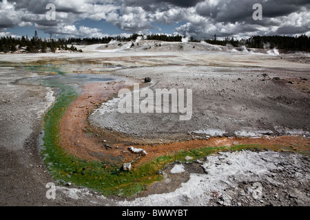 Bassin en porcelaine, Norris Geyser Basin, Parc National de Yellowstone Geyser Moulinet- Banque D'Images